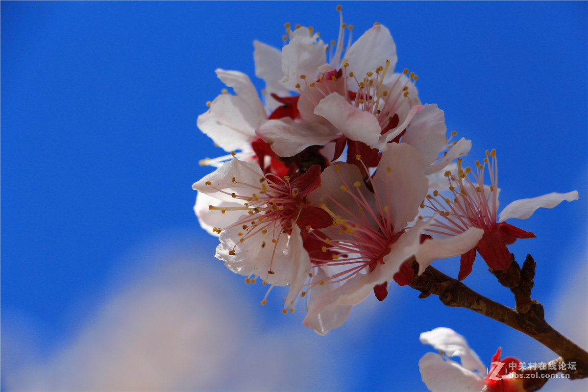 一组杏花