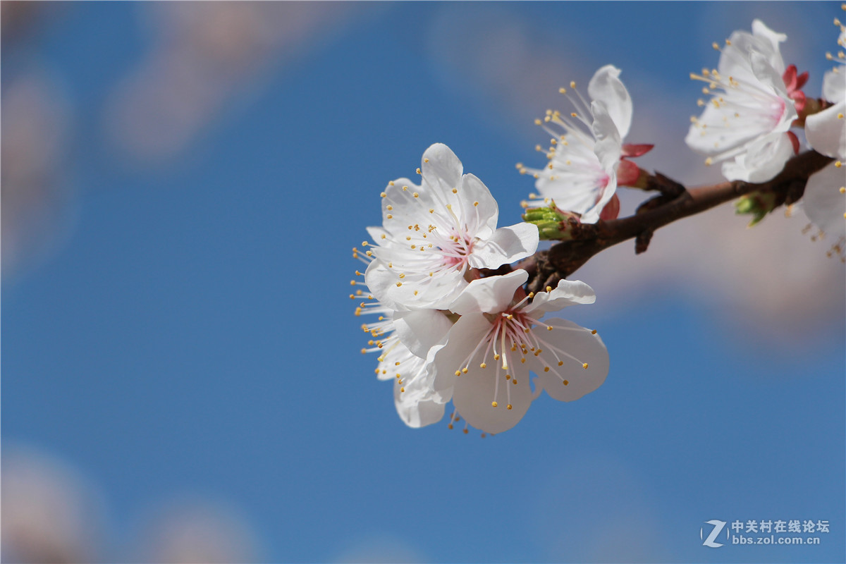 一组杏花