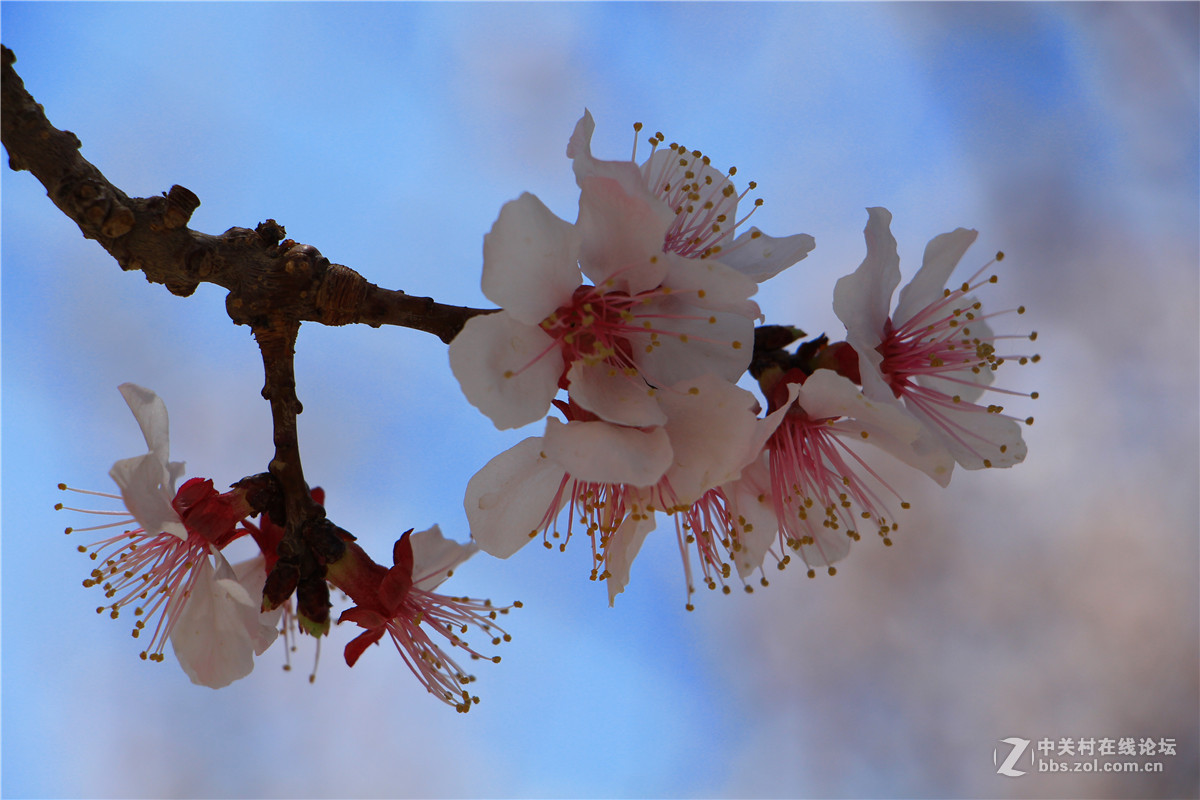 一组杏花