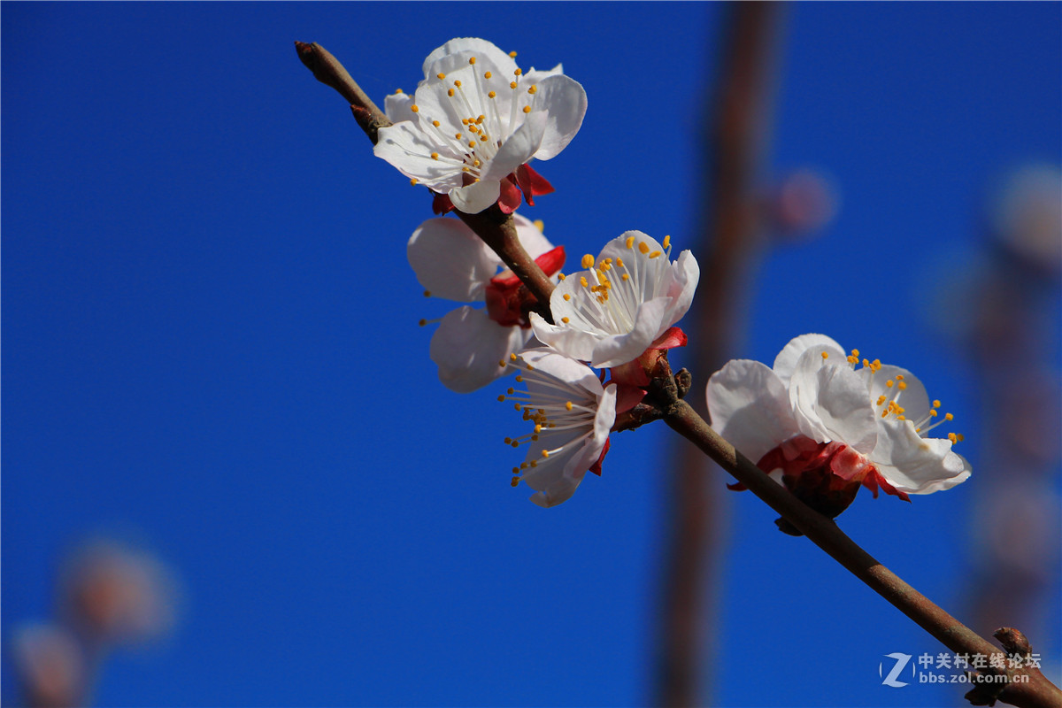一组杏花