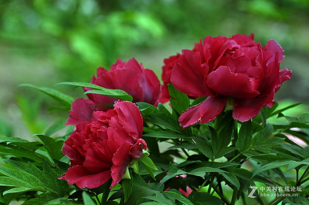 红牡丹--拜望 济南星空(中国)。祝:各位版主师友身体健康!，感谢您们的鼓励与支持。