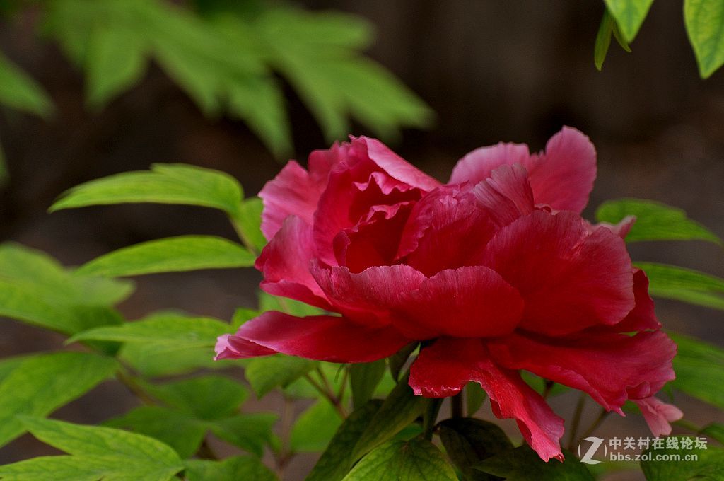 红牡丹--拜望 济南星空(中国)。祝:各位版主师友身体健康!，感谢您们的鼓励与支持。