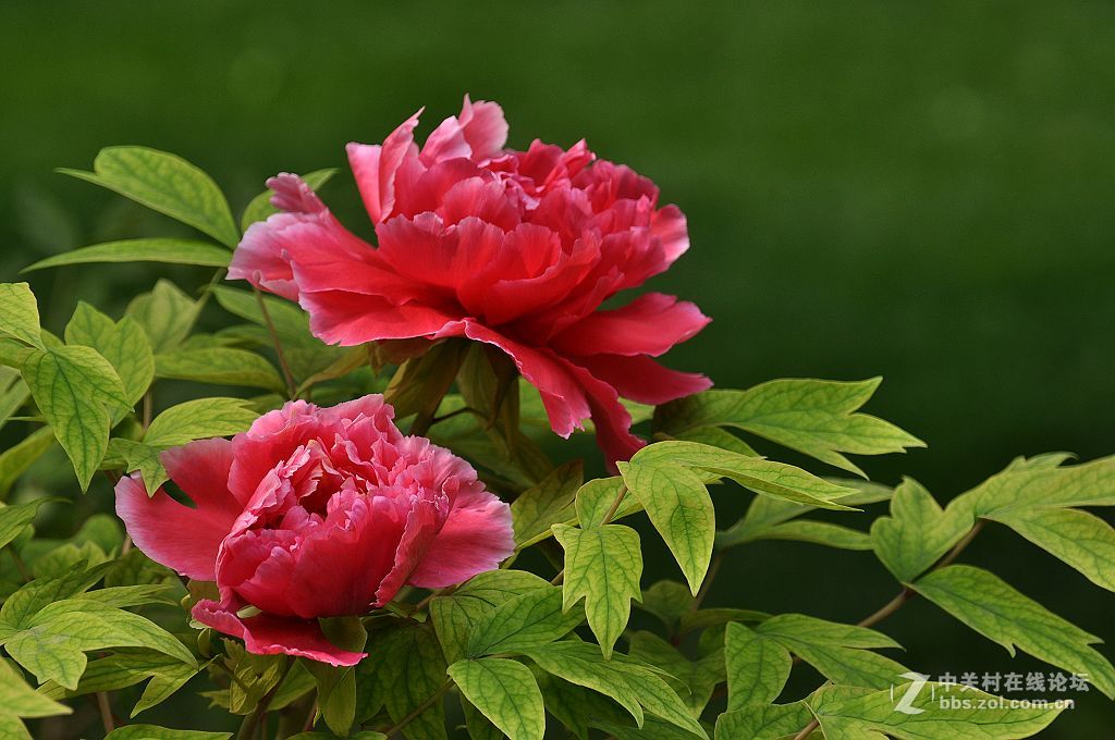红牡丹--拜望 济南星空(中国)。祝:各位版主师友身体健康!，感谢您们的鼓励与支持。