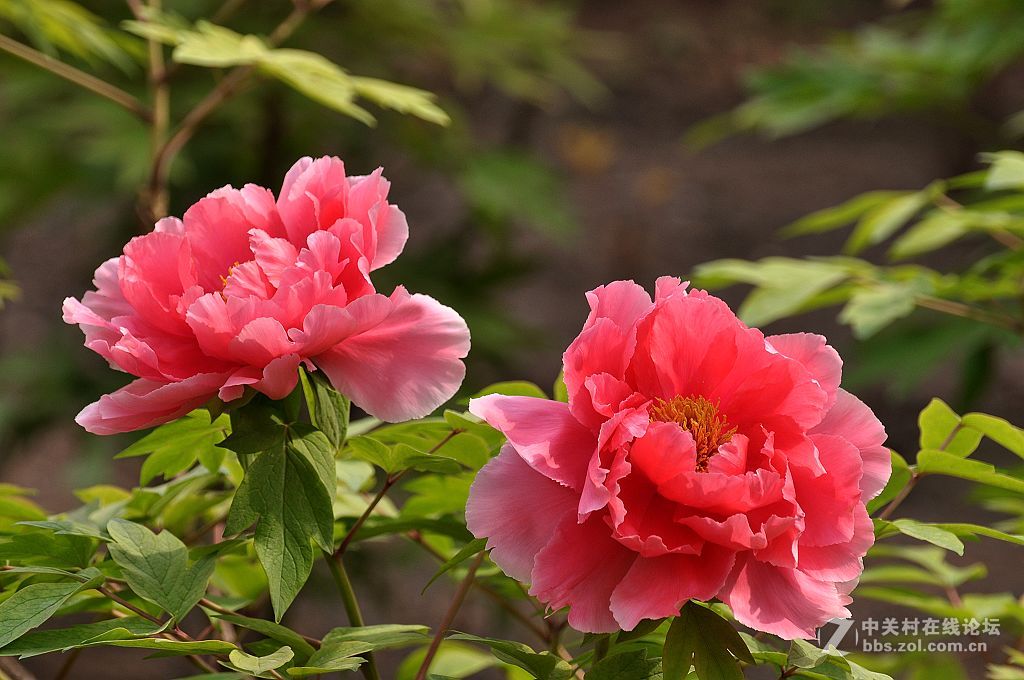 红牡丹--拜望 济南星空(中国)。祝:各位版主师友身体健康!，感谢您们的鼓励与支持。