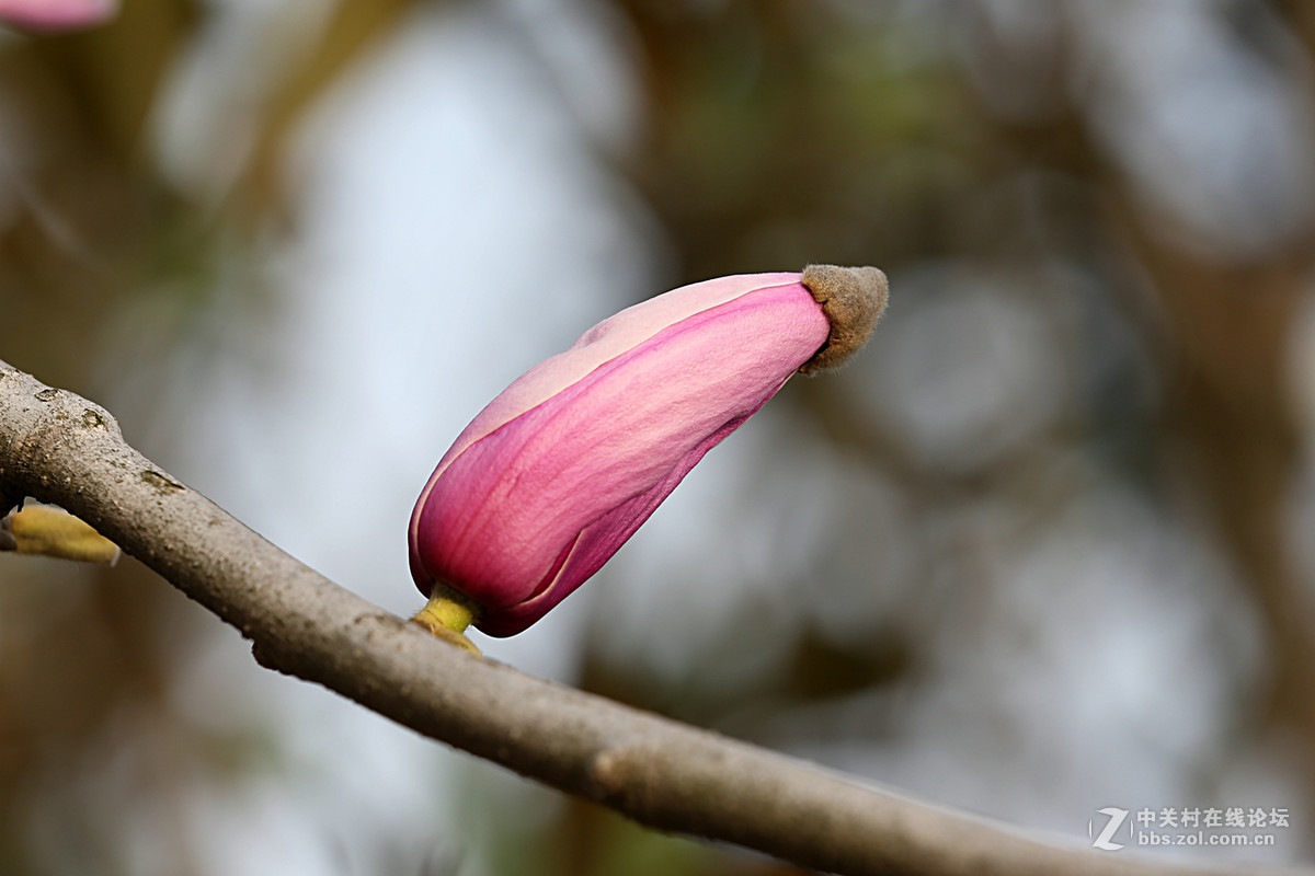 后花园里含苞欲放的“紫玉兰”“续二”贺“热河流星”好友，奥林巴斯板块再挑重担。