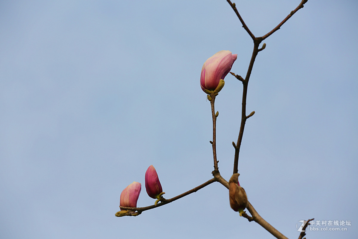 后花园里含苞欲放的“紫玉兰”“续二”贺“热河流星”好友，奥林巴斯板块再挑重担。
