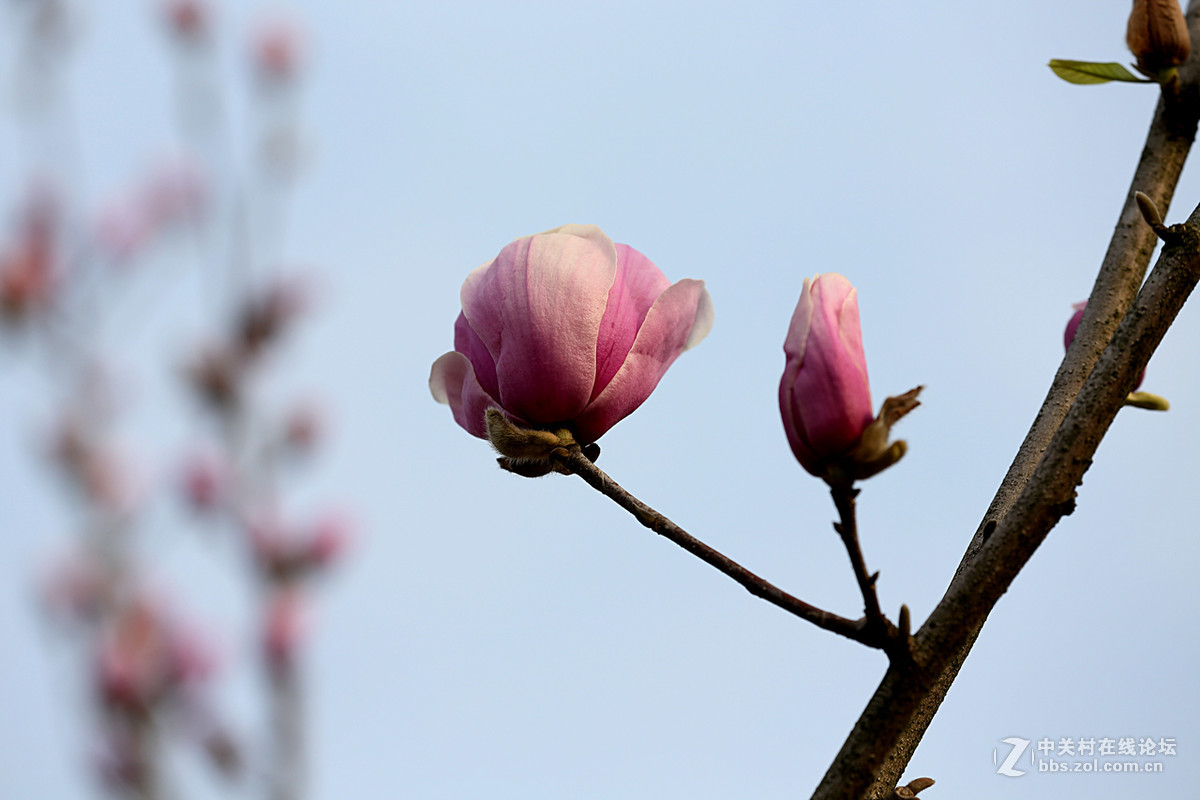 后花园里含苞欲放的“紫玉兰”“续二”贺“热河流星”好友，奥林巴斯板块再挑重担。