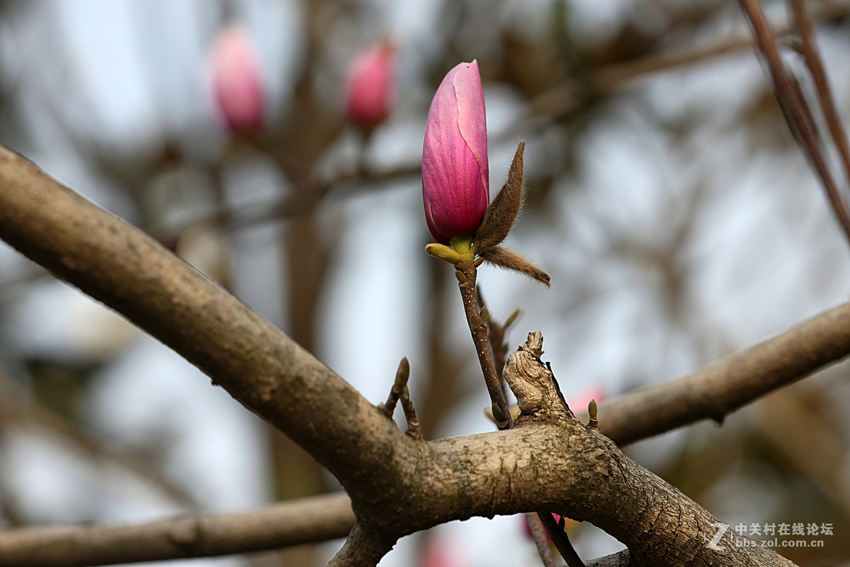 后花园里含苞欲放的“紫玉兰”“续二”贺“热河流星”好友，奥林巴斯板块再挑重担。