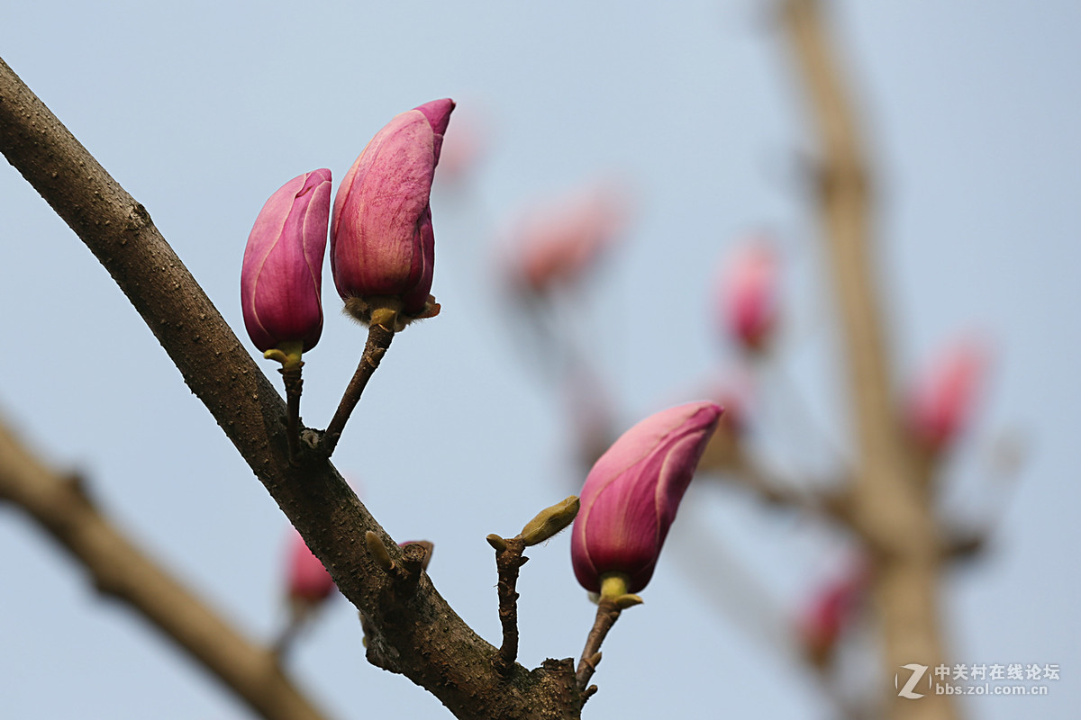 后花园里含苞欲放的“紫玉兰”“续二”贺“热河流星”好友，奥林巴斯板块再挑重担。