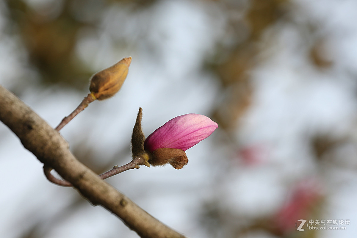 后花园里含苞欲放的“紫玉兰”“续二”贺“热河流星”好友，奥林巴斯板块再挑重担。