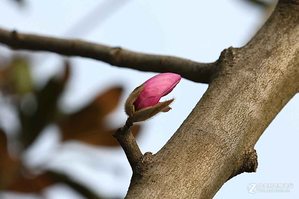 后花园里含苞欲放的“紫玉兰”“续二”贺“热河流星”好友，奥林巴斯板块再挑重担。