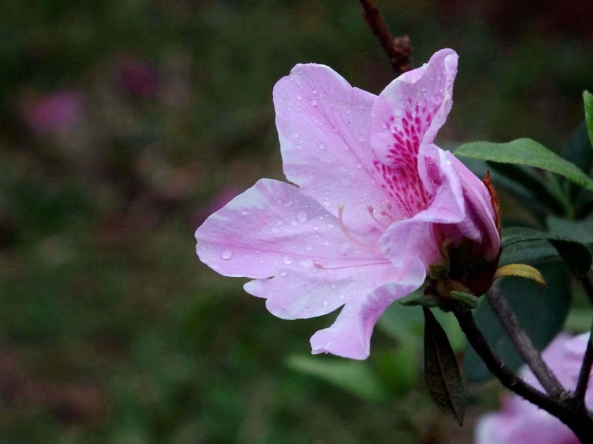 #ZOL月赛-三月风光无限好# 杜鹃花