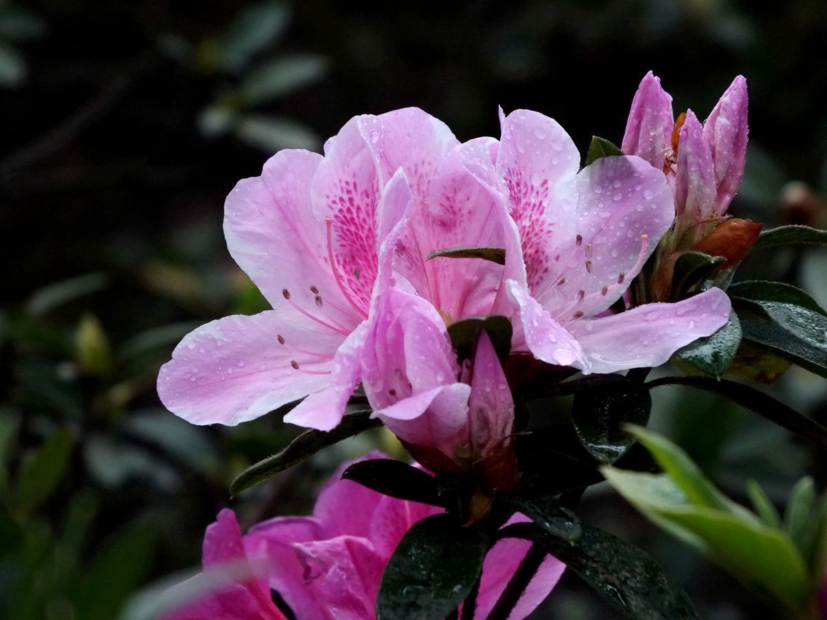 #ZOL月赛-三月风光无限好# 杜鹃花