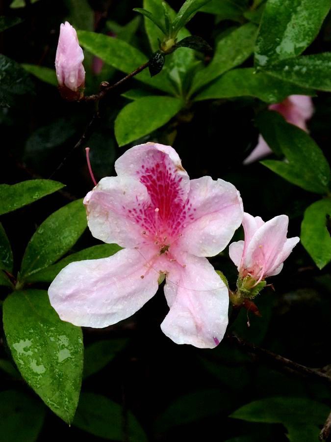 #ZOL月赛-三月风光无限好# 杜鹃花