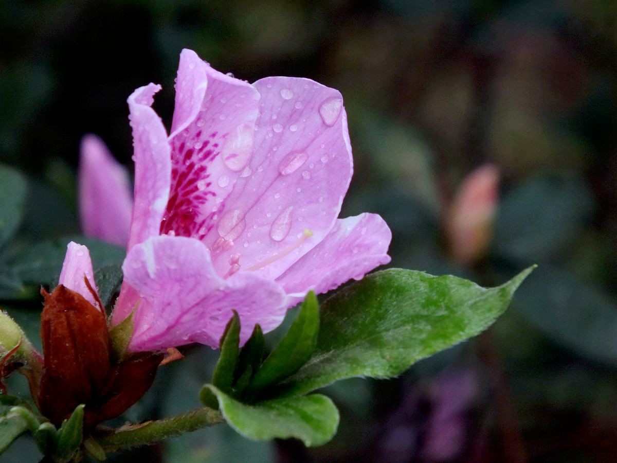 #ZOL月赛-三月风光无限好# 杜鹃花