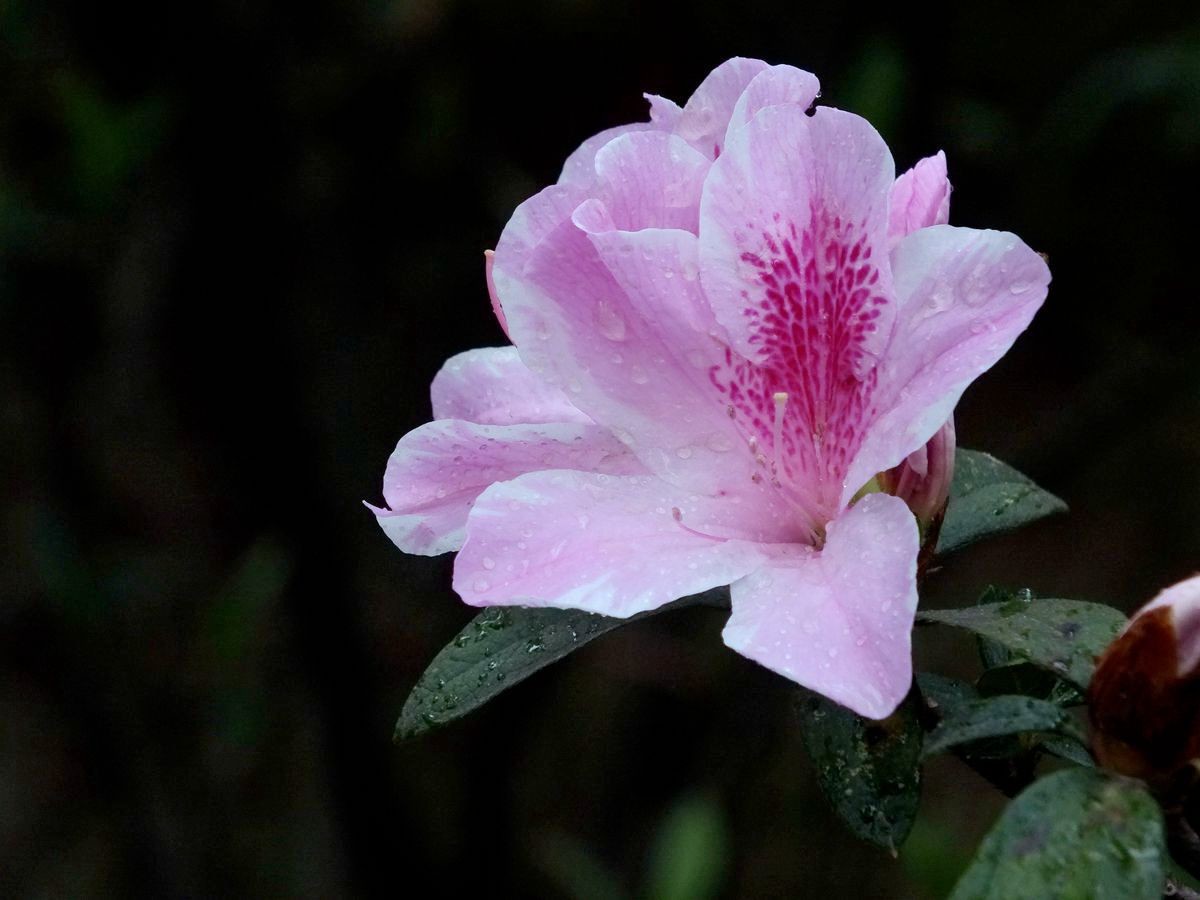 #ZOL月赛-三月风光无限好# 杜鹃花