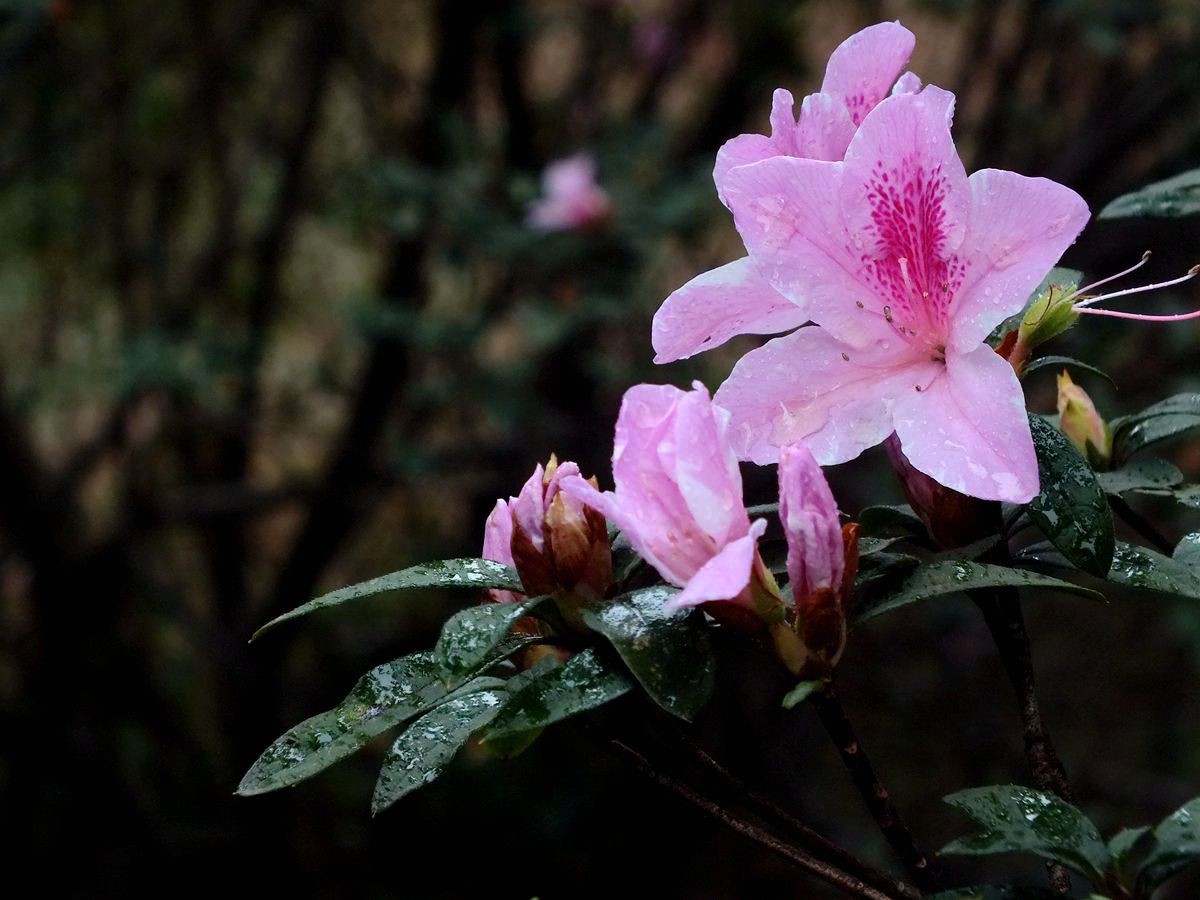 #ZOL月赛-三月风光无限好# 杜鹃花