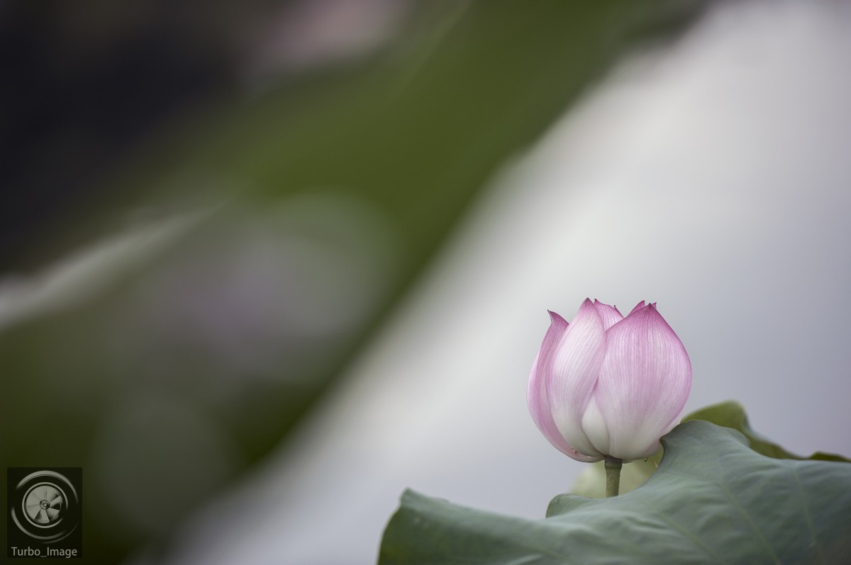 仲夏荷塘随拍15P（D610D3竹炮2腾龙90微）