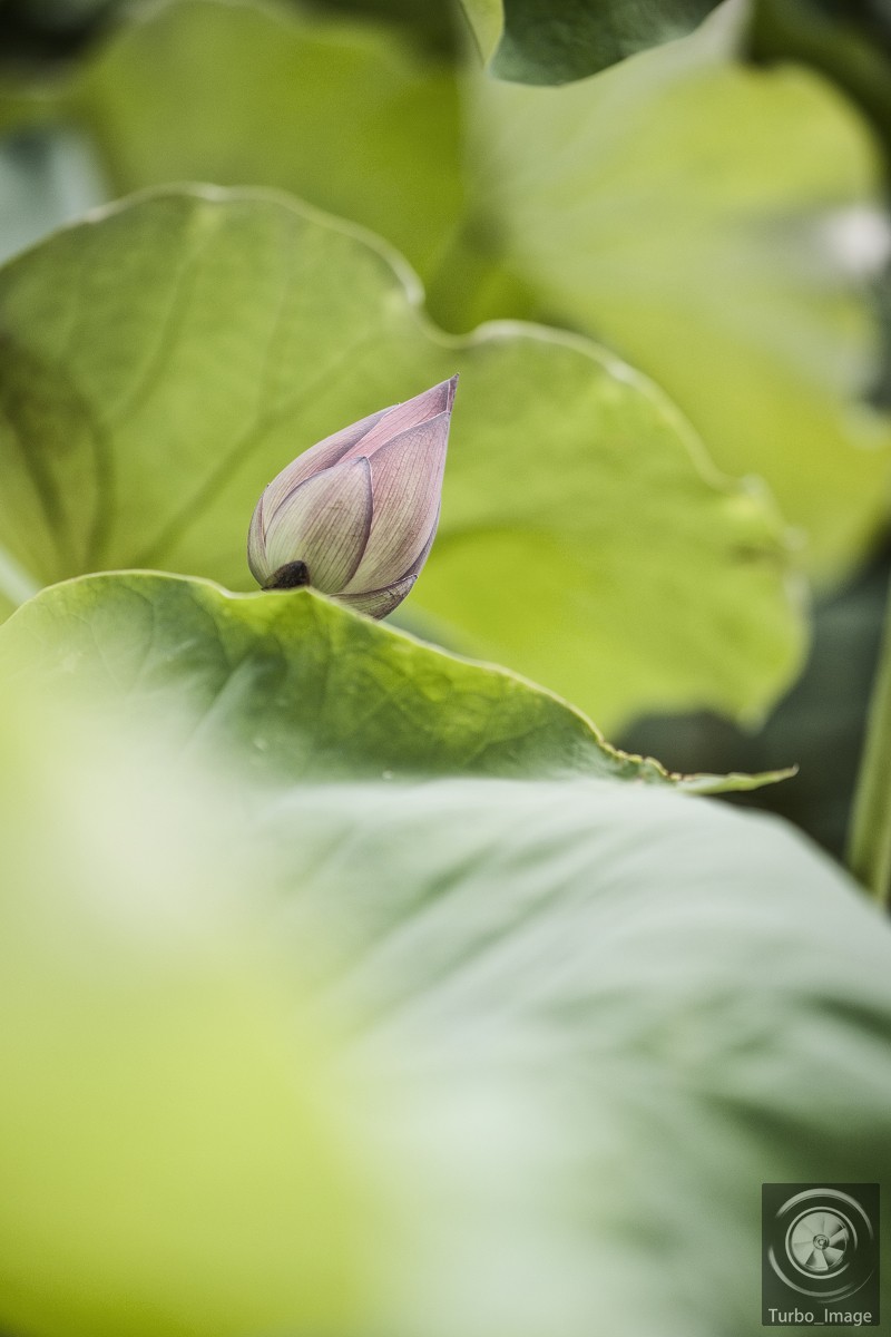 仲夏荷塘随拍15P（D610D3竹炮2腾龙90微）