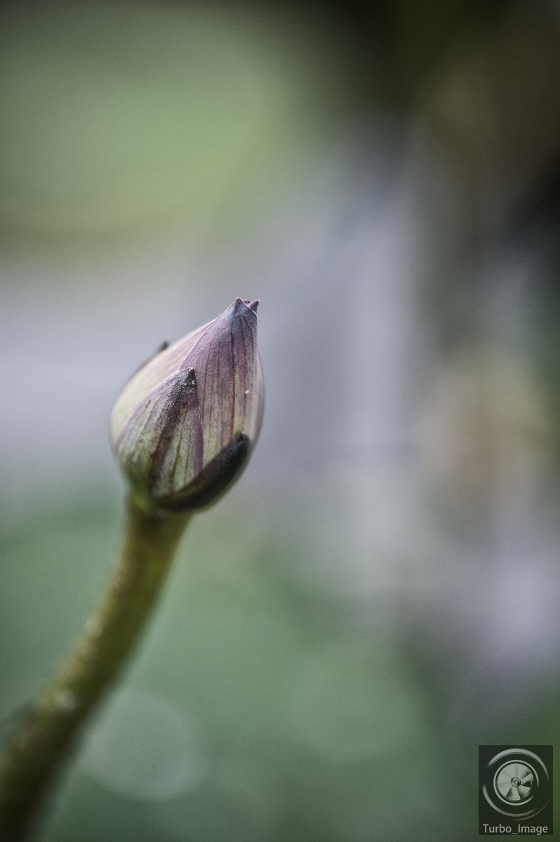 仲夏荷塘随拍15P（D610D3竹炮2腾龙90微）