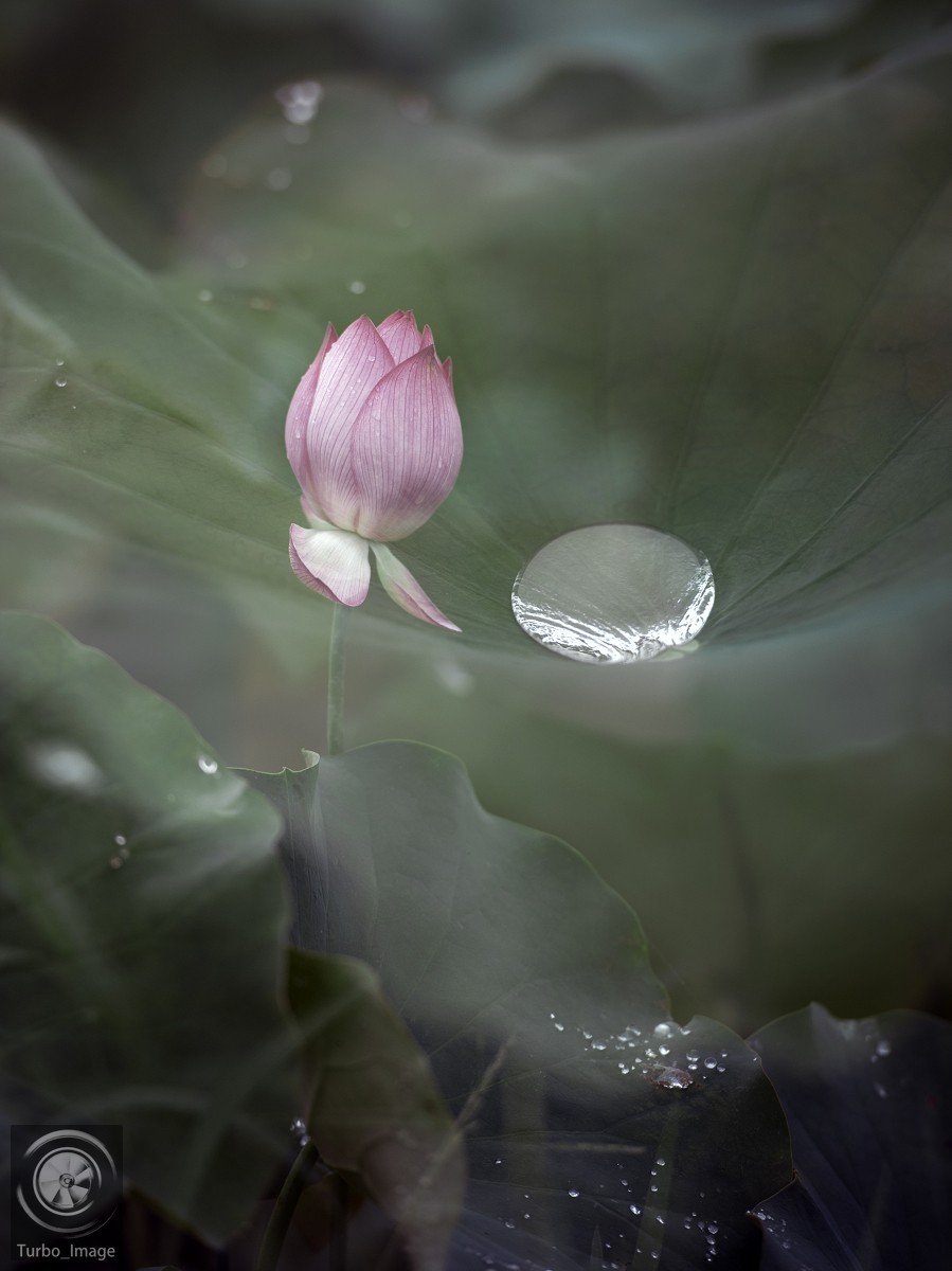 仲夏荷塘随拍15P（D610D3竹炮2腾龙90微）