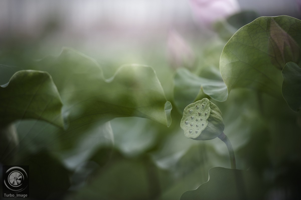 仲夏荷塘随拍15P（D610D3竹炮2腾龙90微）