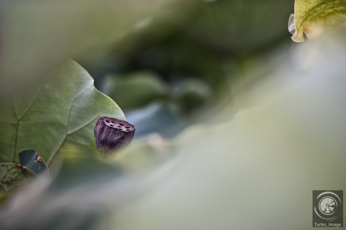 仲夏荷塘随拍15P（D610D3竹炮2腾龙90微）