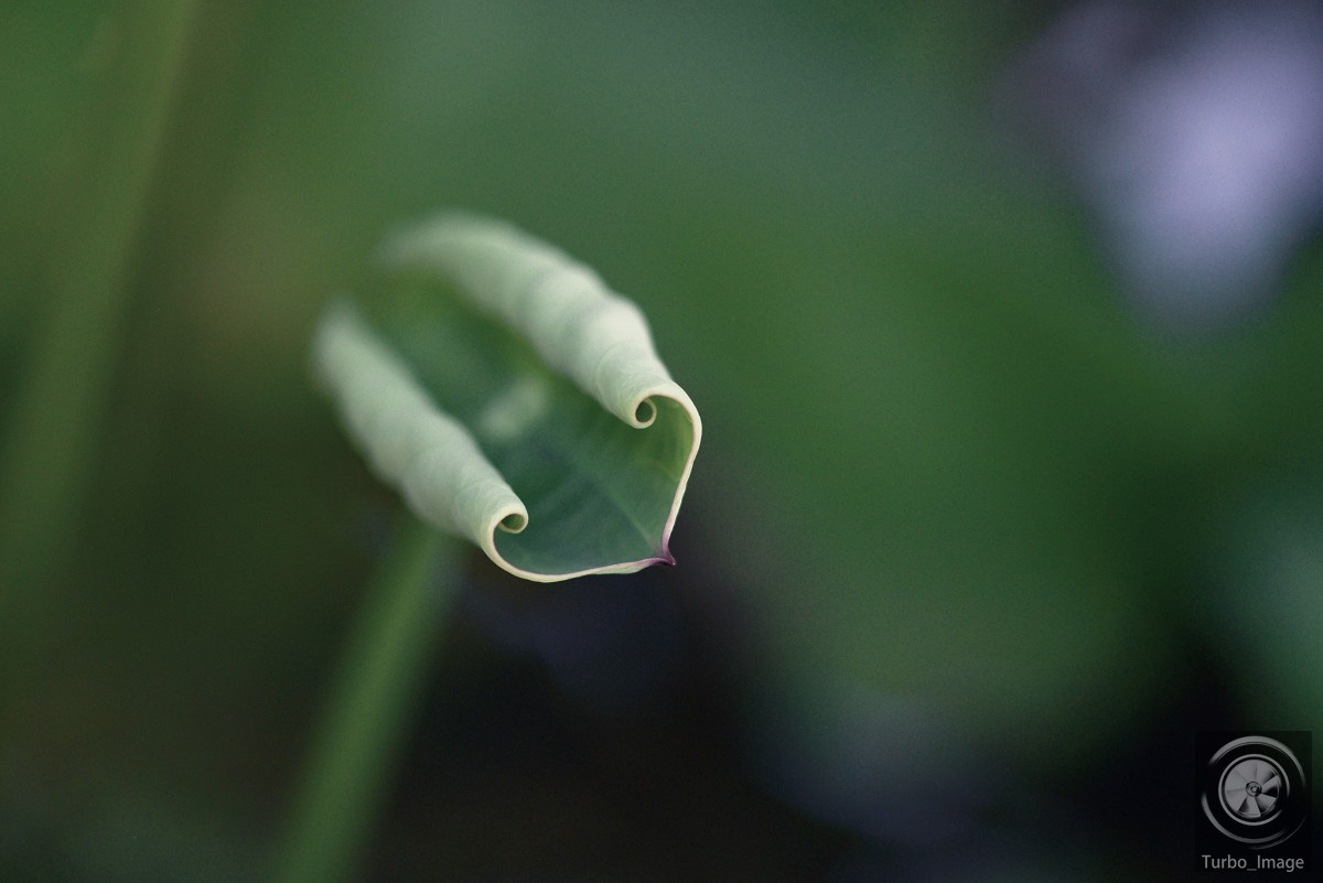 仲夏荷塘随拍15P（D610D3竹炮2腾龙90微）