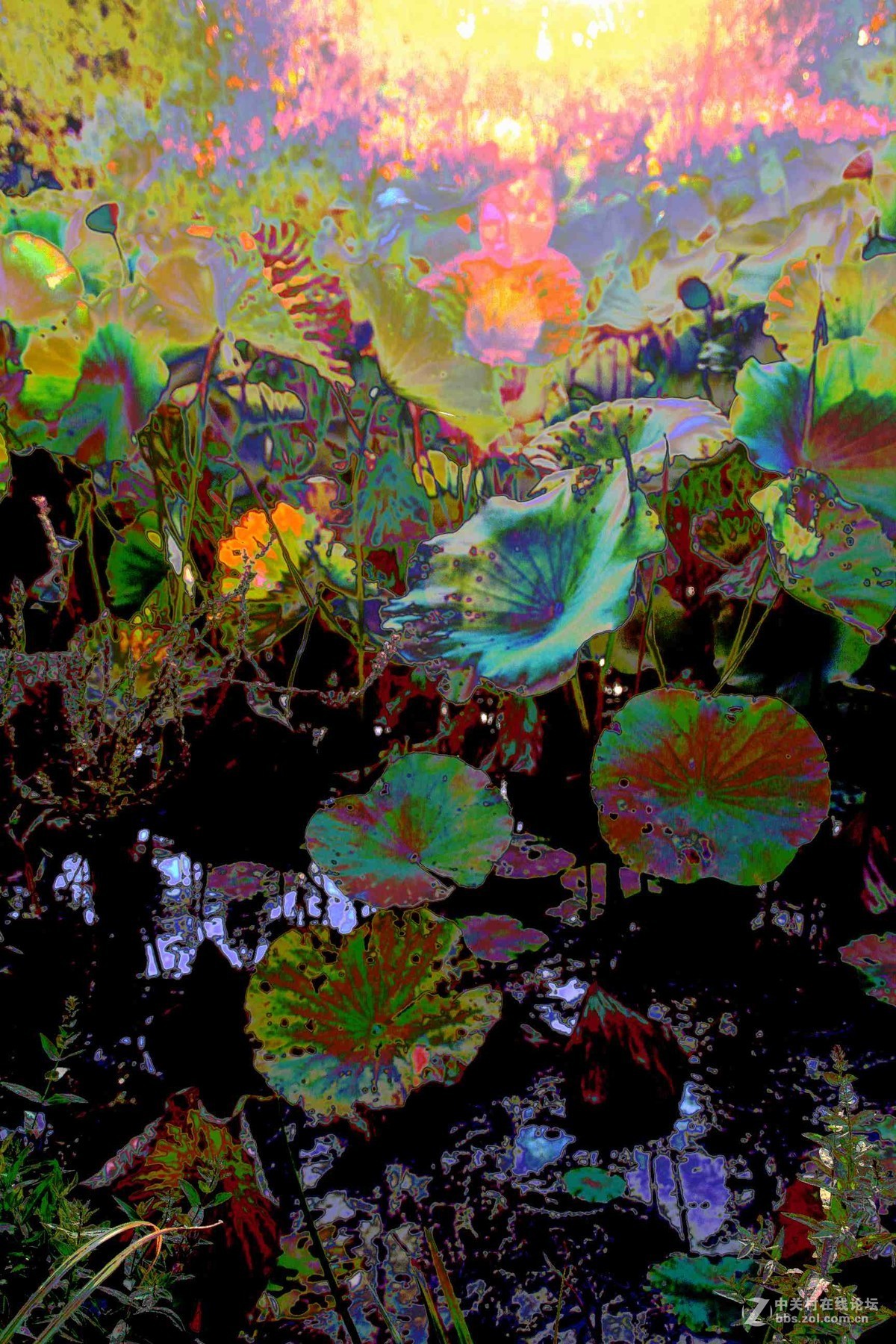 马中文达思-荷塘影韵