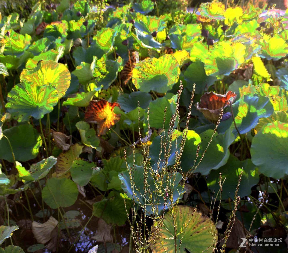 马中文达思-荷塘影韵