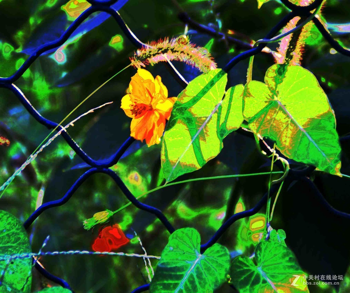 马中文达思-荷塘影韵