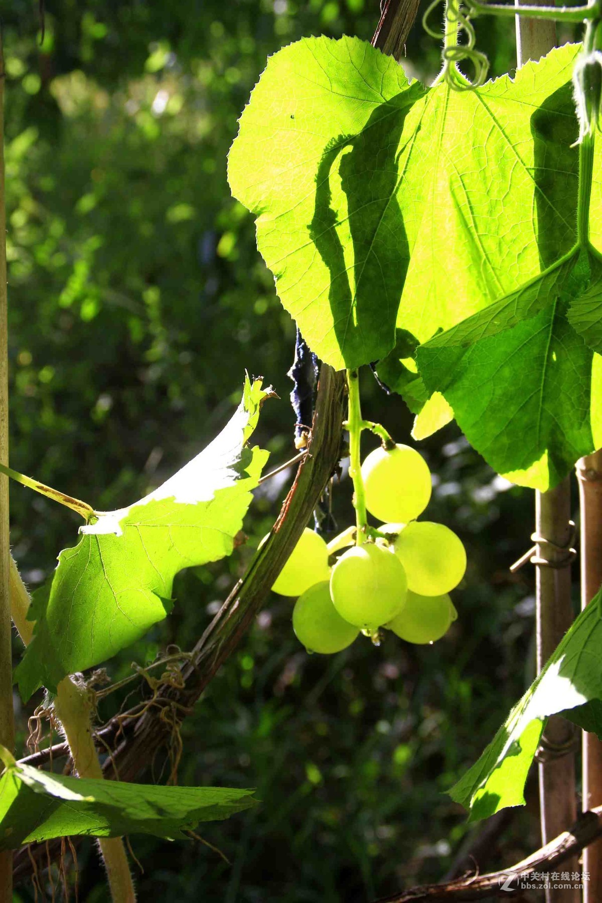 马中文达思-荷塘影韵