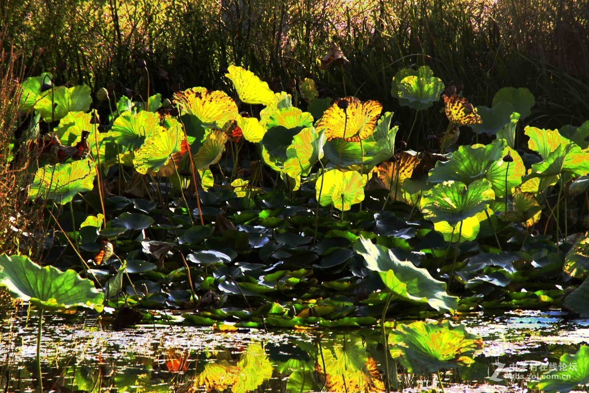 马中文达思-荷塘影韵