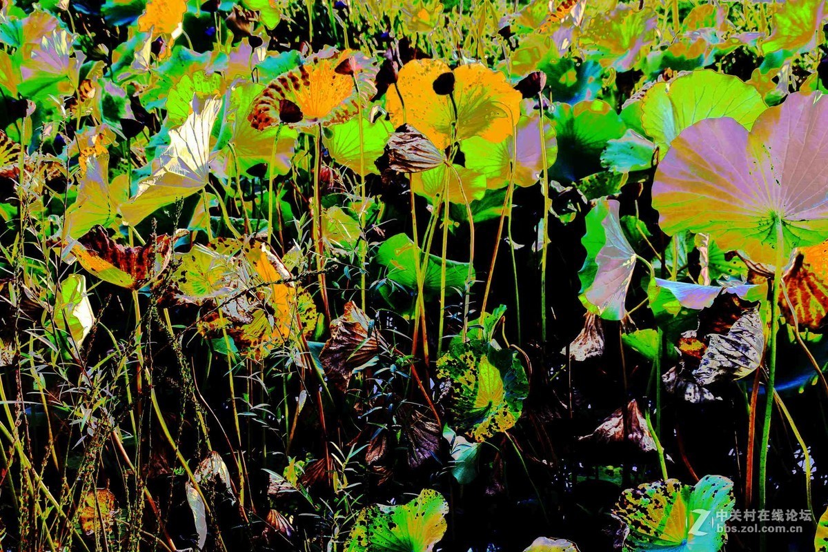 马中文达思-荷塘影韵