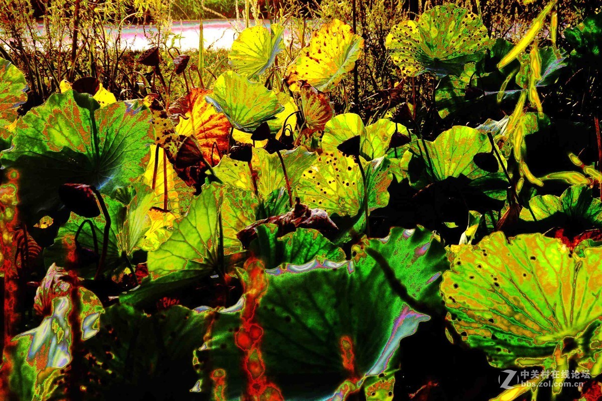 马中文达思-荷塘影韵