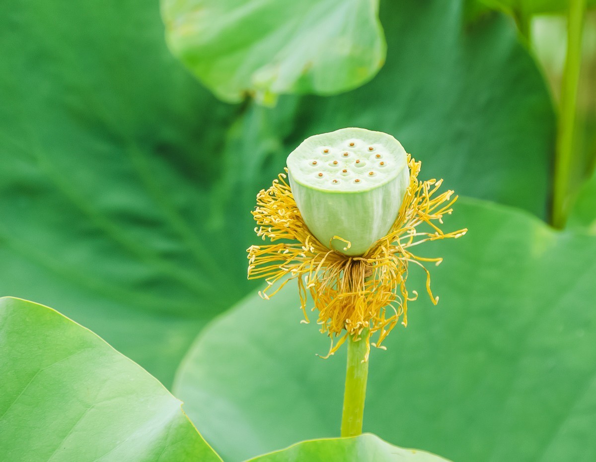 20180710南京西梗莲乡荷花八