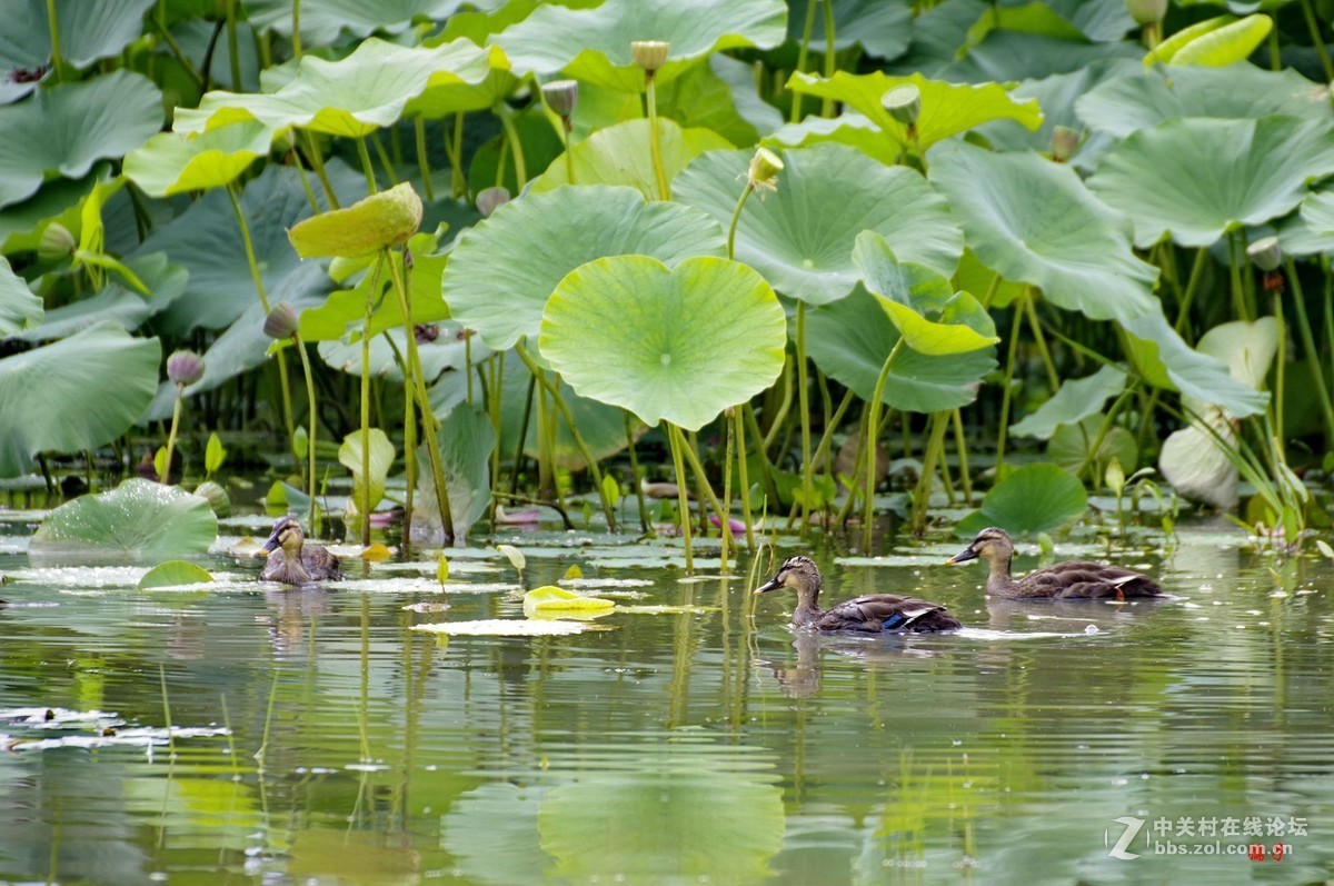 菏塘里的亚成体绿头野鸭子(适马50-500镜头)