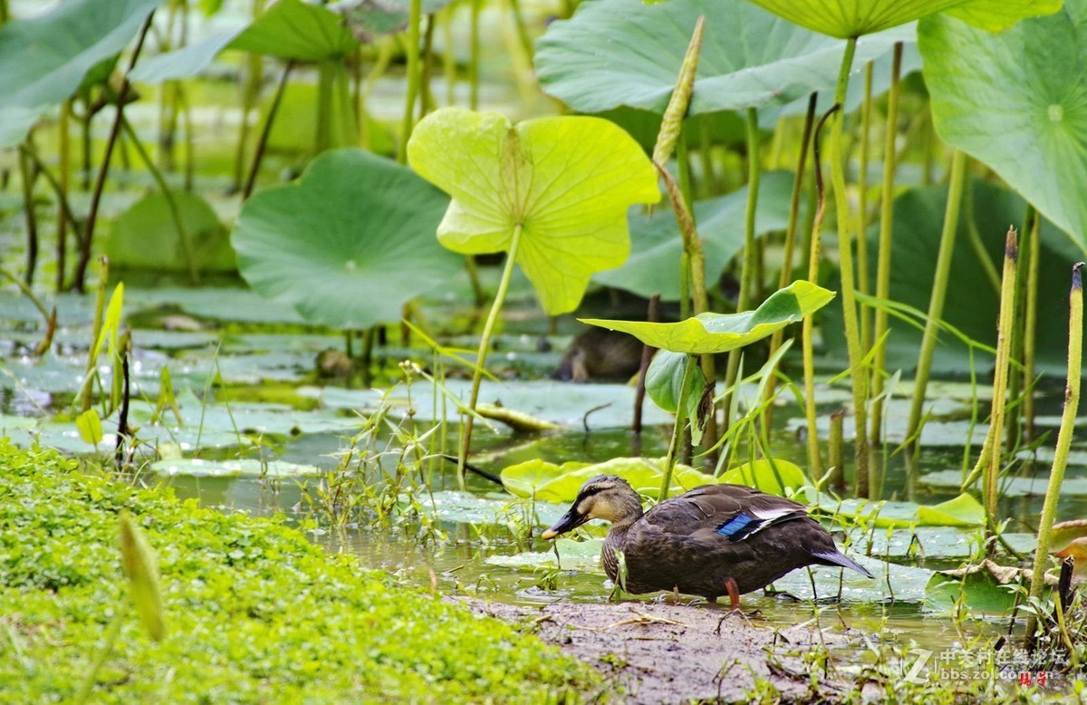 菏塘里的亚成体绿头野鸭子(适马50-500镜头)