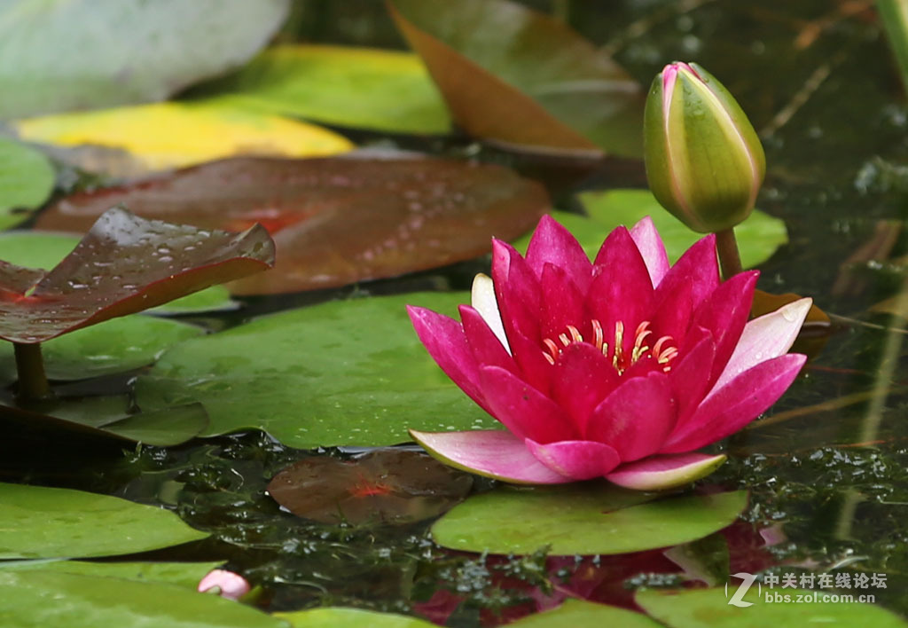 2015秋天的【睡莲】