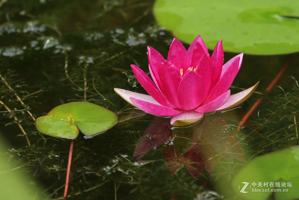 2015秋天的【睡莲】