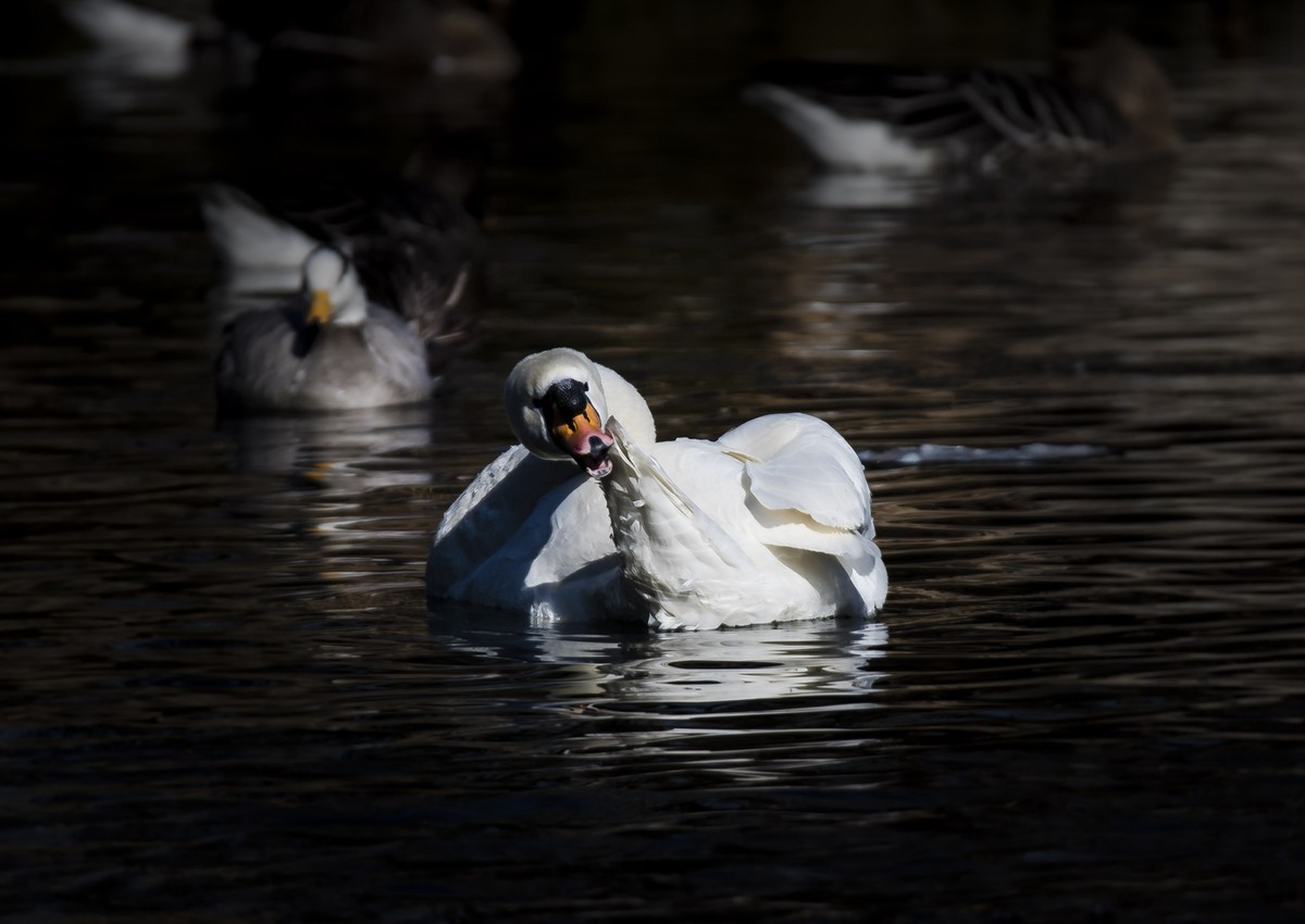 美丽的疣鼻天鹅