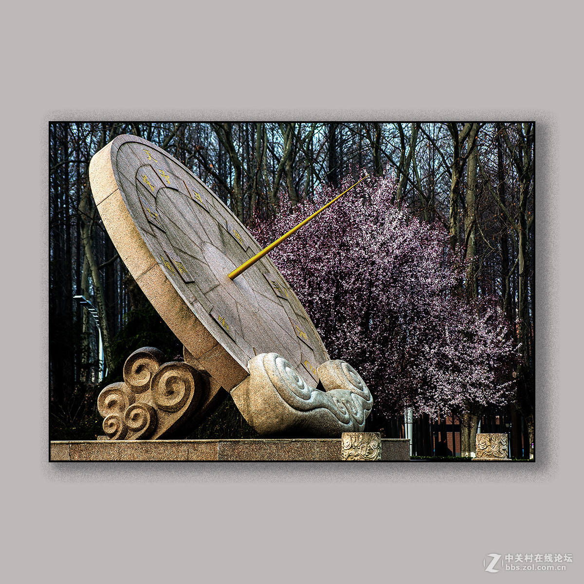 春天里的思念 --- 南理工拍花