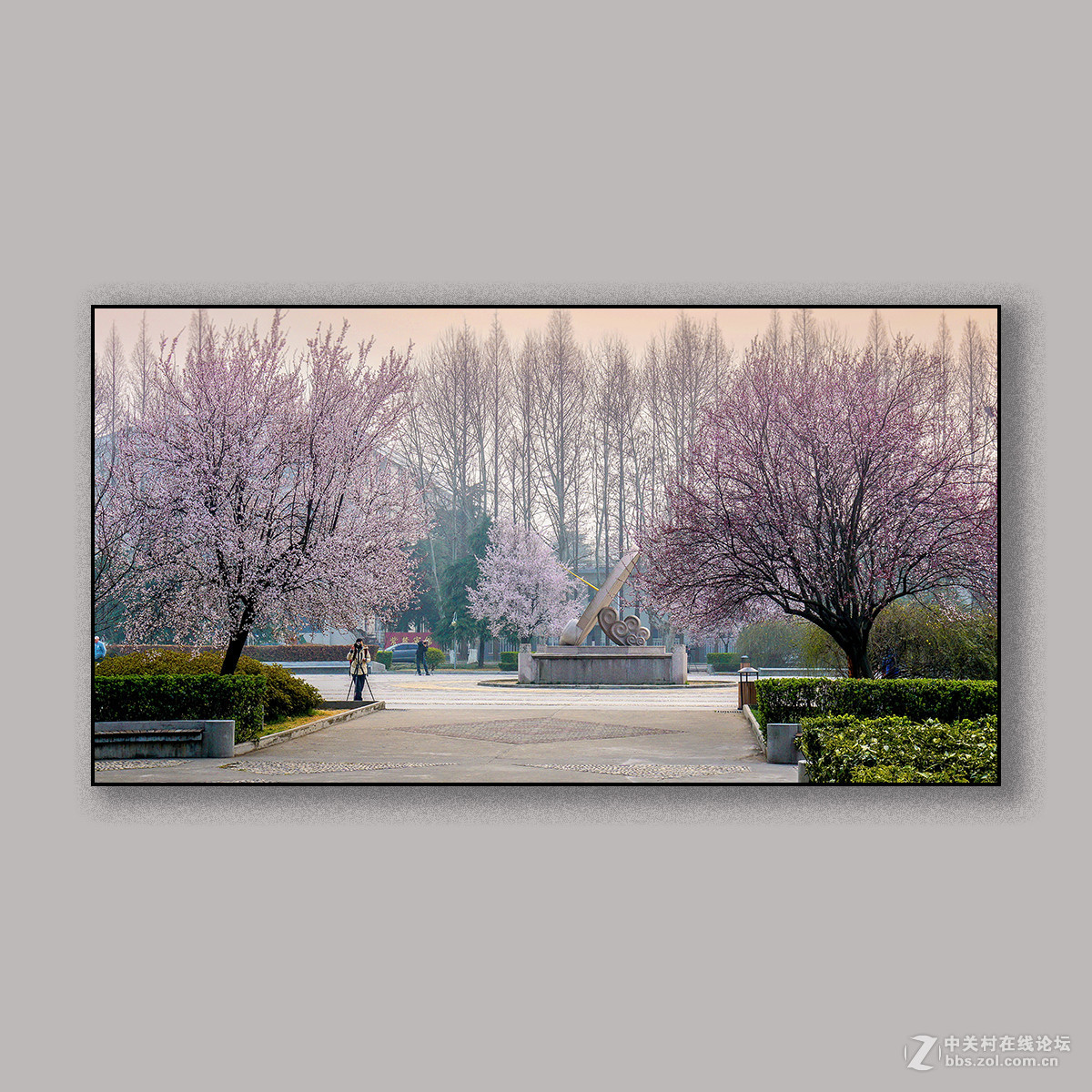 春天里的思念 --- 南理工拍花