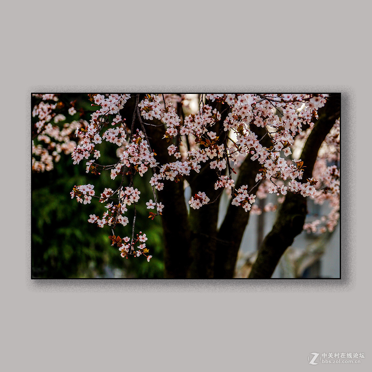 春天里的思念 --- 南理工拍花