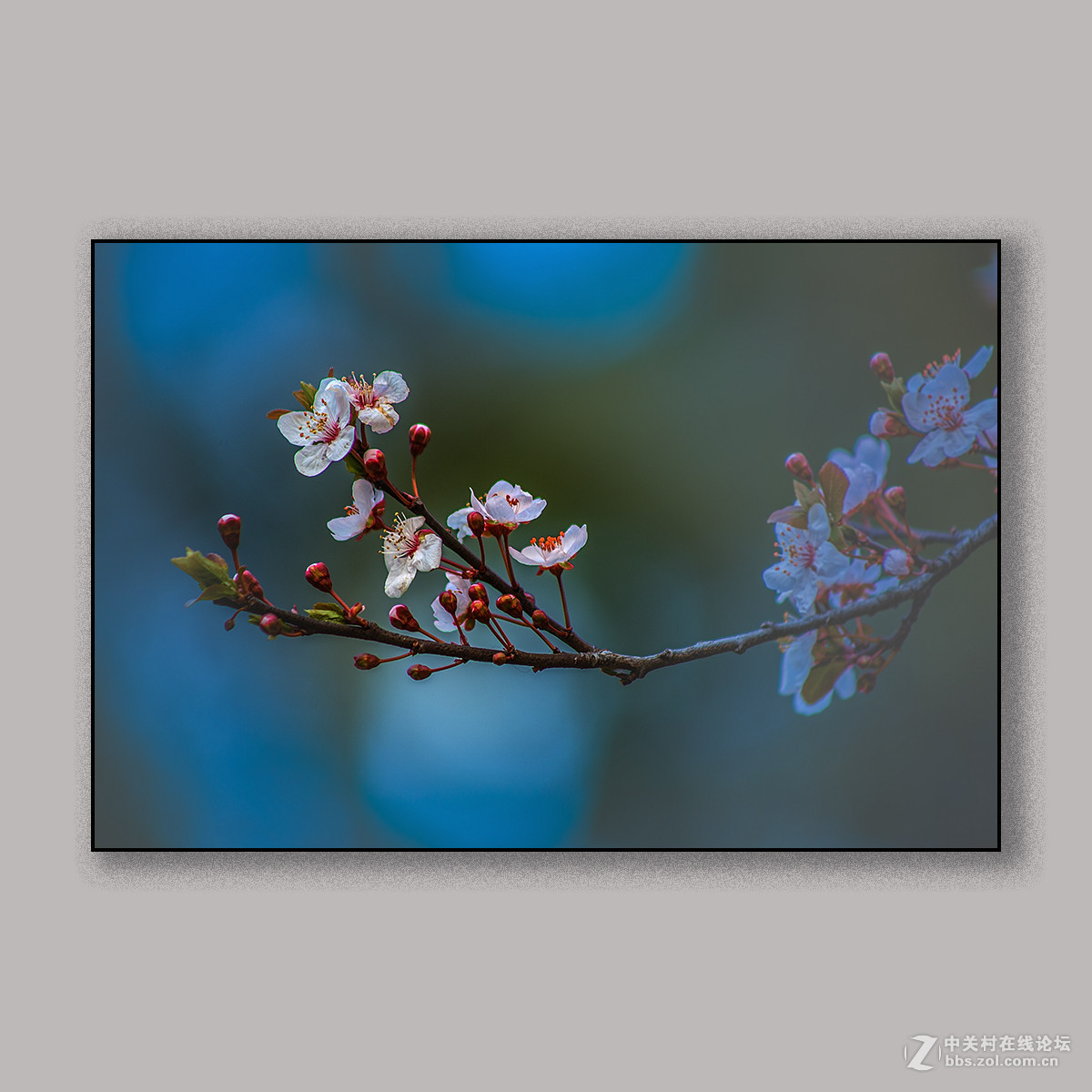 春天里的思念 --- 南理工拍花