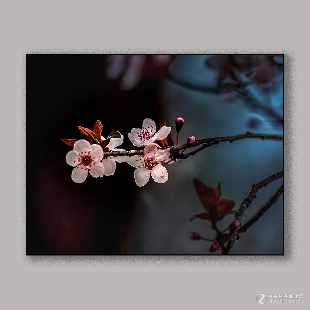 春天里的思念 --- 南理工拍花