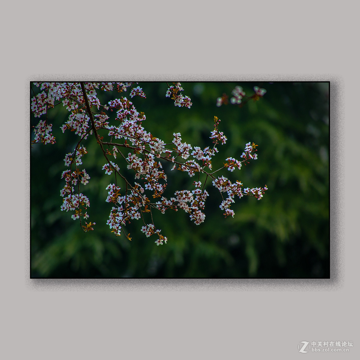 春天里的思念 --- 南理工拍花