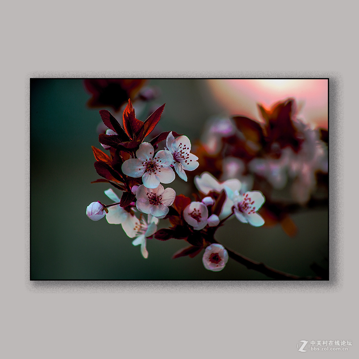 春天里的思念 --- 南理工拍花