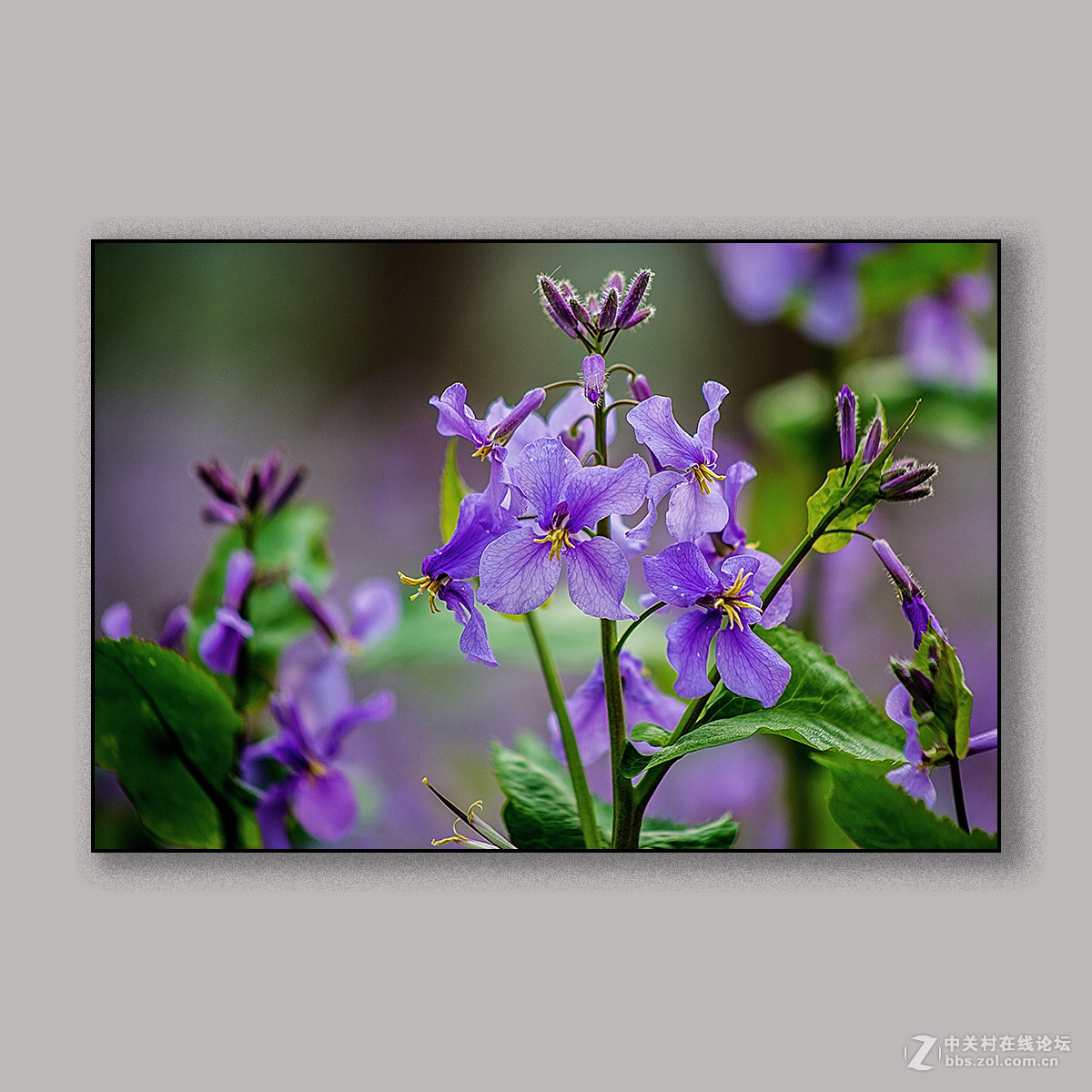 春天里的思念 --- 南理工拍花