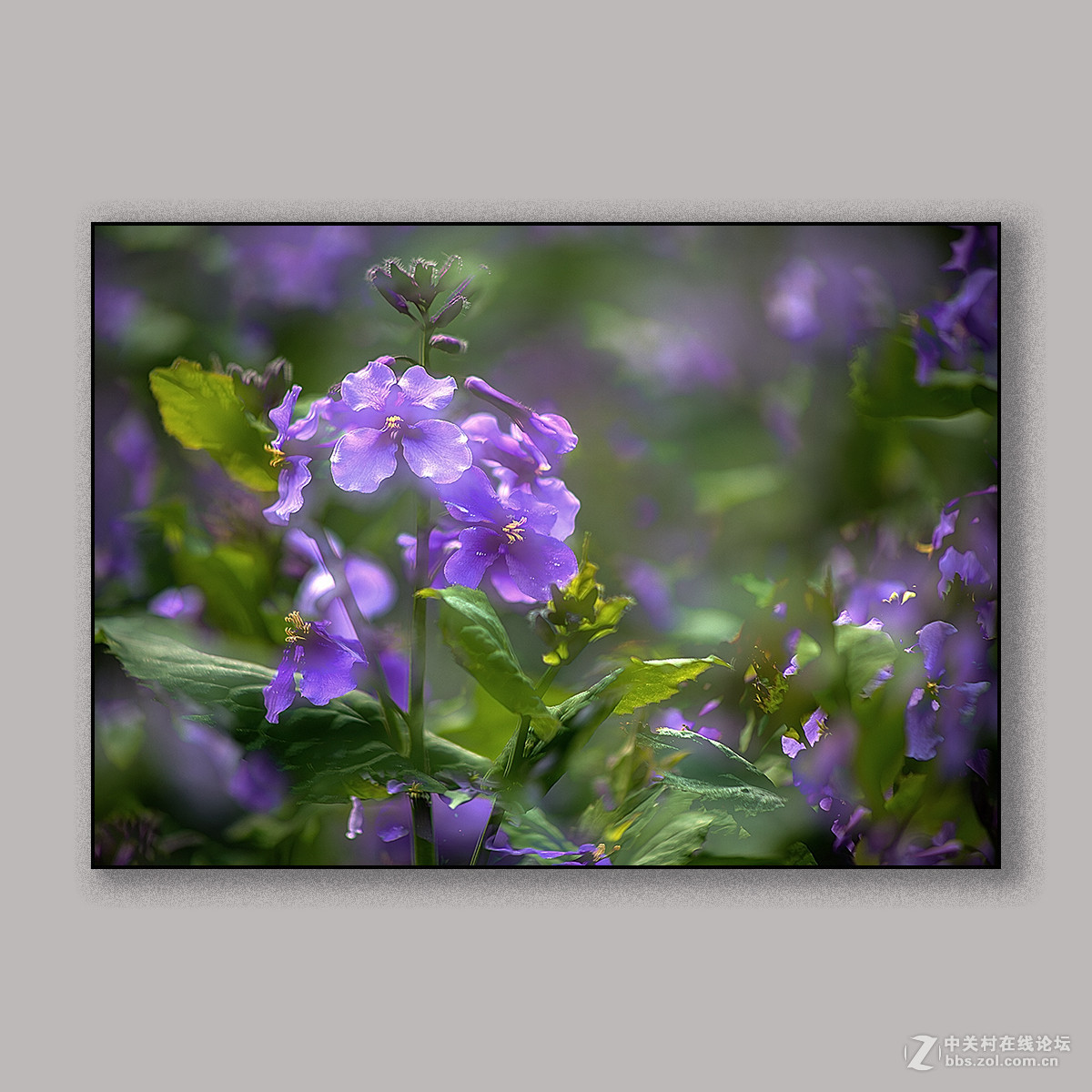 春天里的思念 --- 南理工拍花